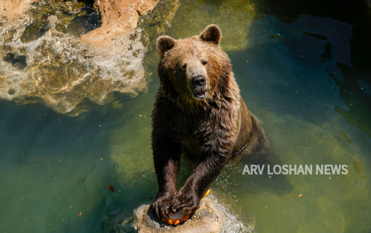 arvloshan.com