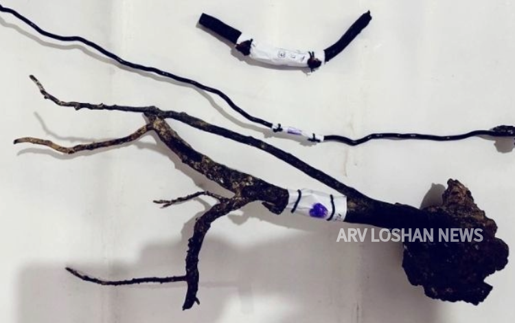 arvloshan.com
