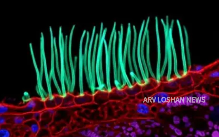 arvloshan.com