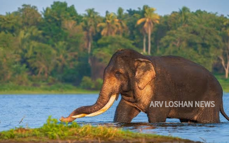 arvloshan.com